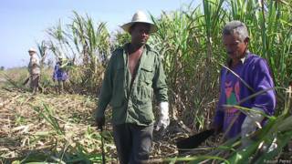 Macheteros cubanos