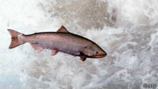 Salmón