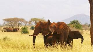 gajah
