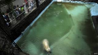 Oso Arturo