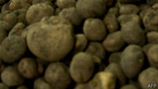 Papas