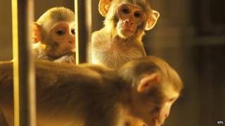 Macaco consegue controlar braço de outro com pensamento (SPL)