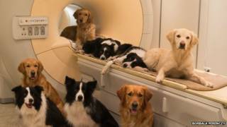 Cachorros em aparelho de ressonância magnética (Borbala Ferenczy)