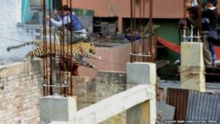 The leopard was first spotted in Meerut town on Sunday afternoon