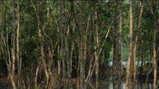 mangrove_