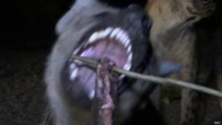 Hiena comiendo