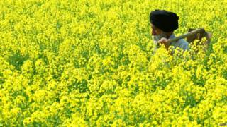 पटियाला में एक सिख किसान