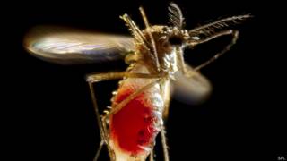 Aedes aegypti