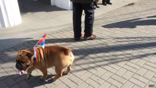 Севастопольский бульдог