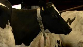 Vacas com colar de internet sem-fio