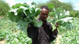 Wajir shambani