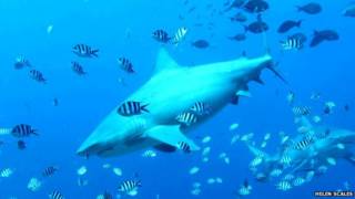 Tiburones