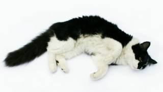 kucing