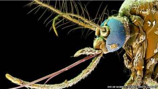 Aedes aegypti
