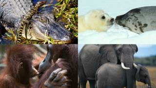 Mamás animales