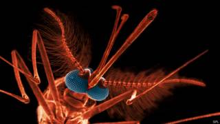Mosquito Anopheles