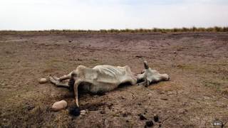Una vaca yace muerta en los llanos de Casanare, Colombia