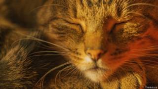 Gato dormido