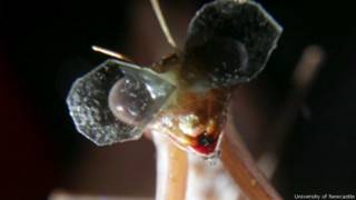 Mantis religiosa con anteojos