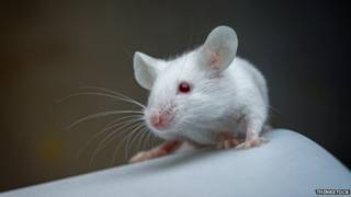 Ratón