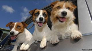 pet taxi