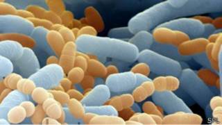 Bacterias probióticas