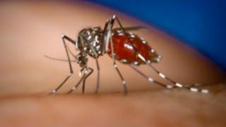 dengue_fever