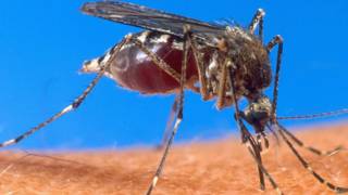 Mosquito transmissor da malária (AFP)