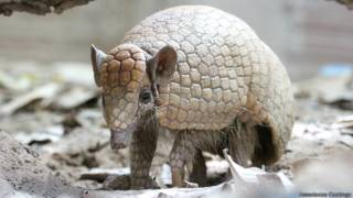 Armadillo de tres bandas de Brasil, conocido localmente como tatu bola