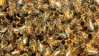 Abejas