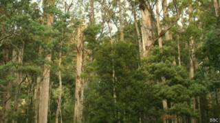 Bosque de Tasmania