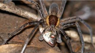 Araña pescadora