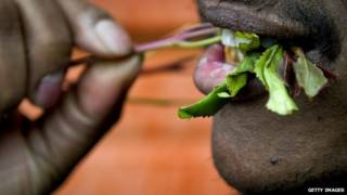 Hombre muerde una planta de khat