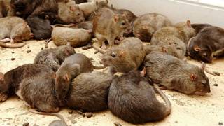 Ratas
