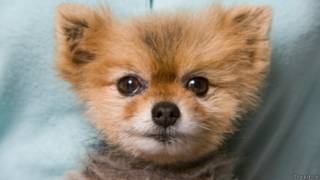 Cachorrito