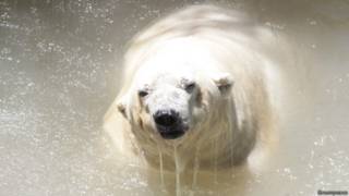 Oso polar Arturo