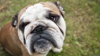 Focinho de cachorro (ThinkStock)