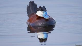 Pato rufo macho