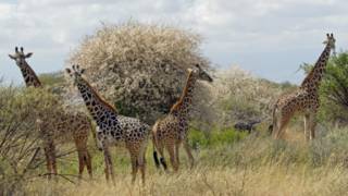 Giraffes