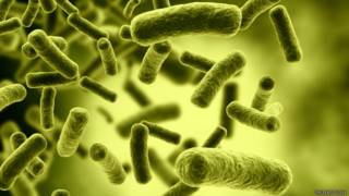 Bacterias.