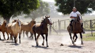 A gaucho and his horses