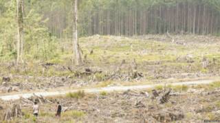 deforestasi
