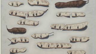 sea pods