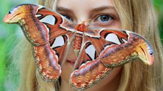 Mariposa.