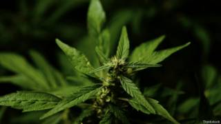 Maconha (Thinkstock)