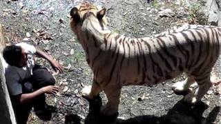புலியால் கொல்லப்பட்டவரின் இறுதி தருணங்கள்