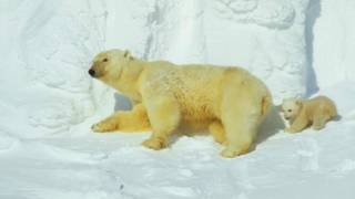 two polar bears