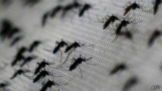 china_dengue
