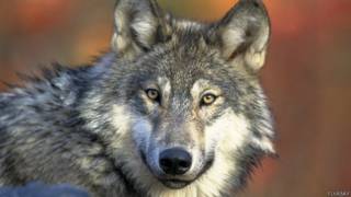 Lobo ibérico