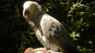 burung nuri (gambar arsip)